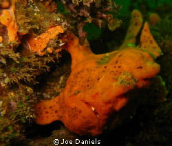Frog Fish by Joe Daniels 